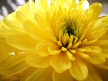 Close-up of yellow flower blooming outdoors