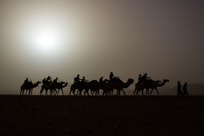 Silhouette people riding camel on desert against sky during sunset