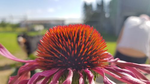 Close-up of coneflower blooming outdoors