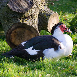 Duck on field