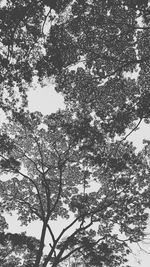 Low angle view of trees against sky