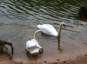 Bird in water