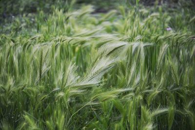 Close-up of wheat field