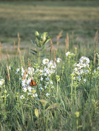 Monarch butterfly feeding on prairie flowers