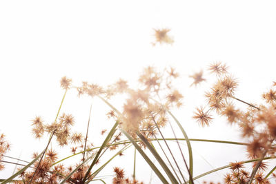 Low angle view of flowering plants against clear sky