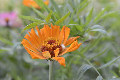 Close-up of orange flower