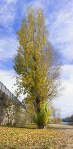 Tree on field against sky during autumn