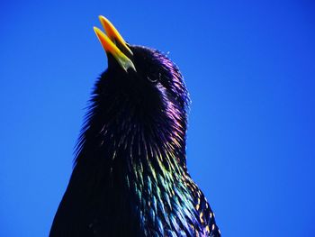 Close-up of a bird against the sky