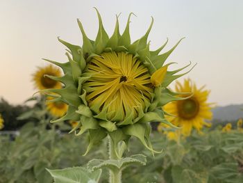 Close-up of sunflower on field