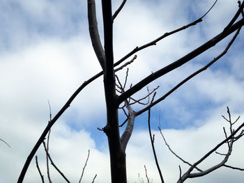 Low angle view of bare tree against cloudy sky