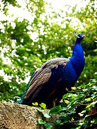Bird perching on plant