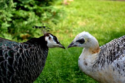 Close-up of birds on field