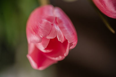 Close-up of pink rose