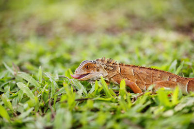 Close-up of a lizard on a land