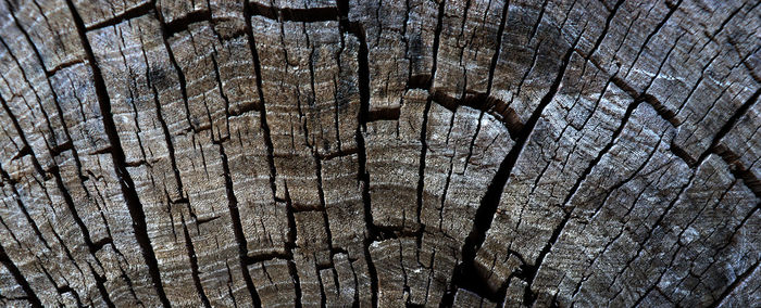 Full frame shot of tree trunk