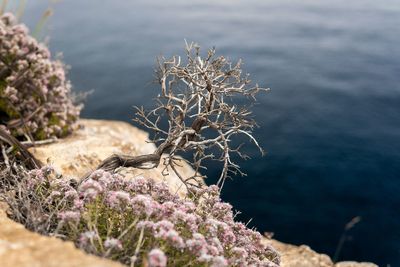 Close-up of flowering plants by sea