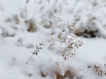 Close-up of dry plant on snow covered field