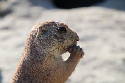 Close-up of prairie dog eating food outdoors