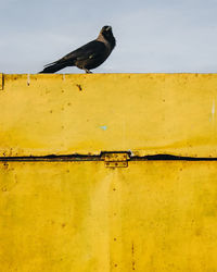 Bird perching on a wall