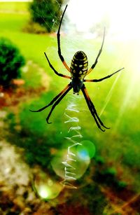 Close-up of spider on web