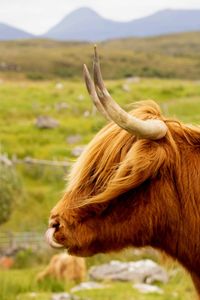 Close-up of cow standing on field