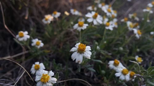 Close-up of white flowers blooming on field