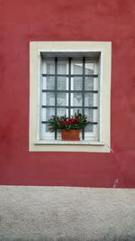 Potted plants on window of building