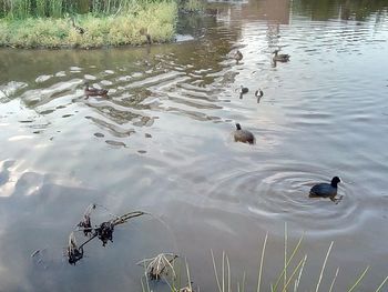 High angle view of ducks swimming in lake