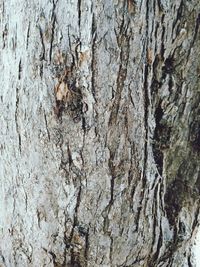 Full frame shot of tree trunk