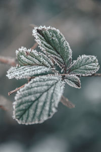 Close-up of frozen plant during winter