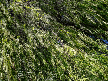 High angle view of bamboo trees in forest