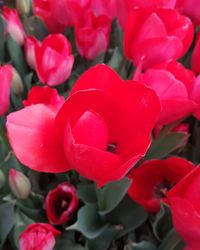 Close-up of red roses