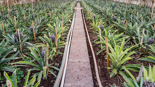 Plants growing in greenhouse