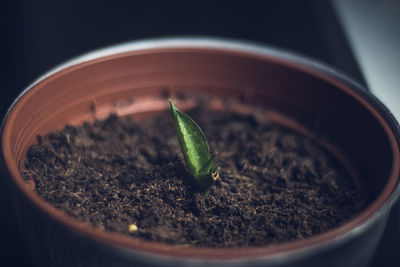 Close-up of potted plant