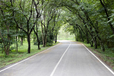 The tree tunnel in the countryside beside the road