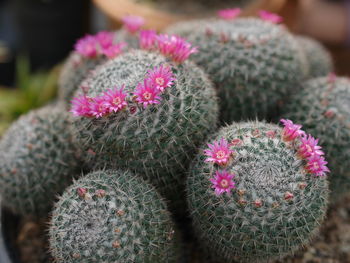 Close-up of succulent plant