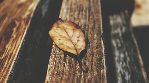 Close-up of wooden leaf