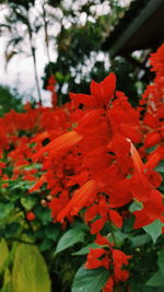 Close-up of red flowers