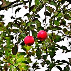 Close-up of cherries growing on tree