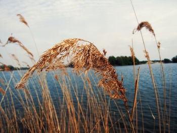 Close-up of grass by plants against sky