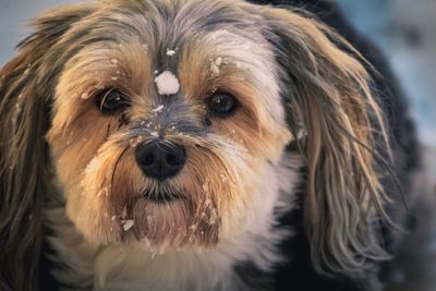 Close-up portrait of dog