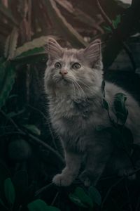 Close-up portrait of a cat