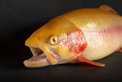 Close-up of fish on table