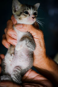 Close-up of hand holding kitten