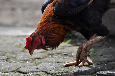 Close-up of a rooster