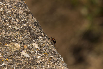 Close-up of insect on rock