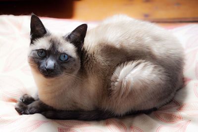 Close-up portrait of cat relaxing at home