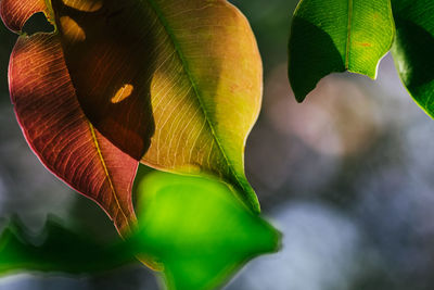 Close-up of green leaves on plant