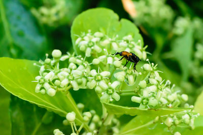 Close-up of bee on flower