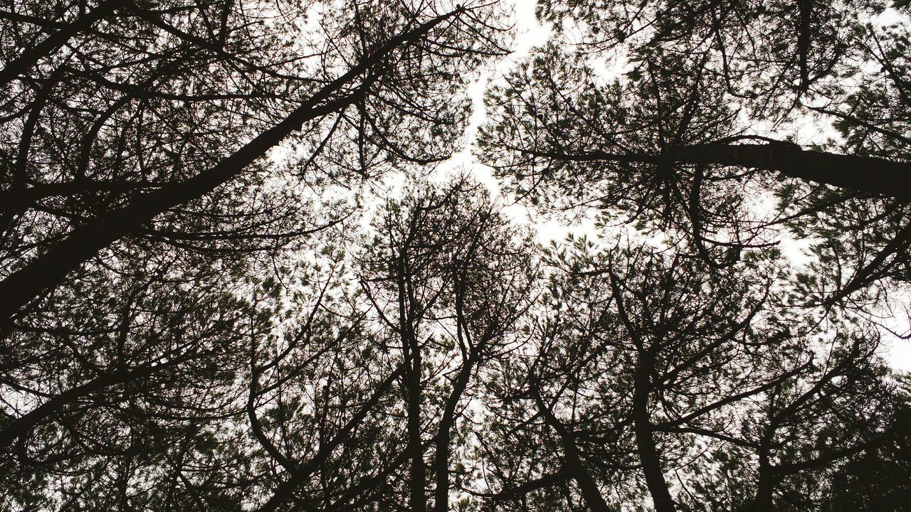 tree, low angle view, branch, nature, growth, outdoors, forest, beauty in nature, tree trunk, no people, day, tree canopy, tranquility, sky